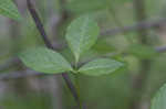 American bladdernut